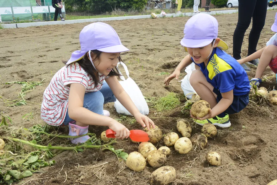 笑顔でジャガイモを収穫する園児（田野町）