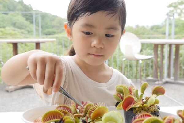 高知県立牧野植物園で「食虫植物展」｜虫を捕まえる不思議な生態を見てみよう！