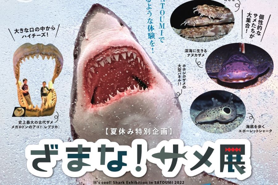 土佐清水市の足摺海洋館「SATOUMI」で夏休み特別企画「ざまな！サメ展」が開かれます