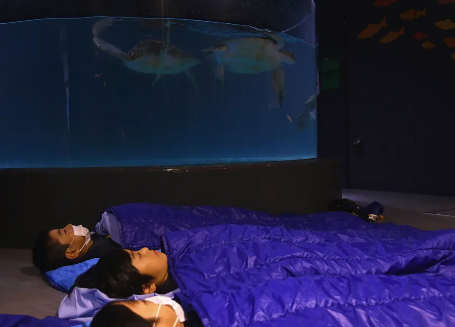 ウミガメの水槽前で就寝する子どもたち（室戸市のむろと廃校水族館）