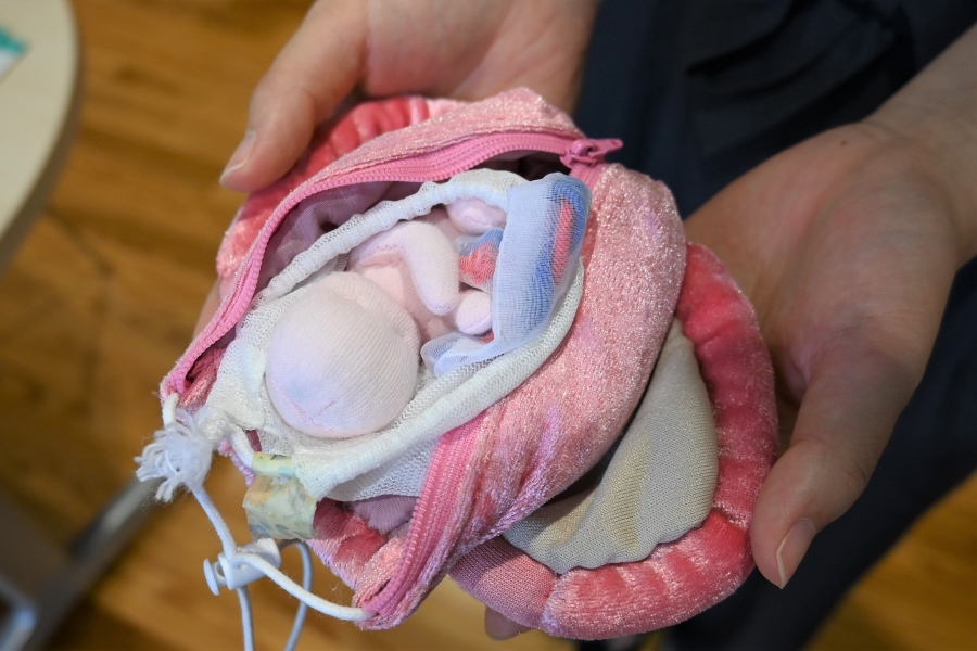 思春期相談センター「PRINK」にある胎児人形。子どもたちが胎児の大きさを実感します