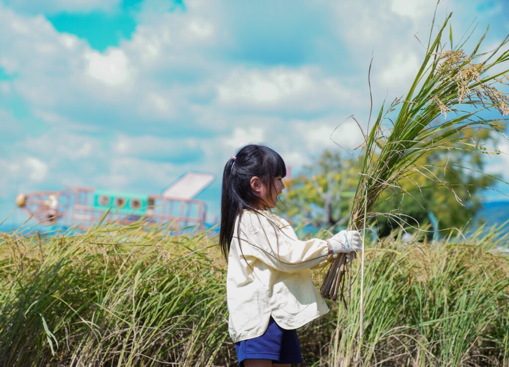 芸術学園幼稚園の隣には田んぼがあり、田植え、稲刈りを体験しています