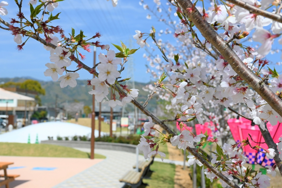 桜の成長が楽しみですね！