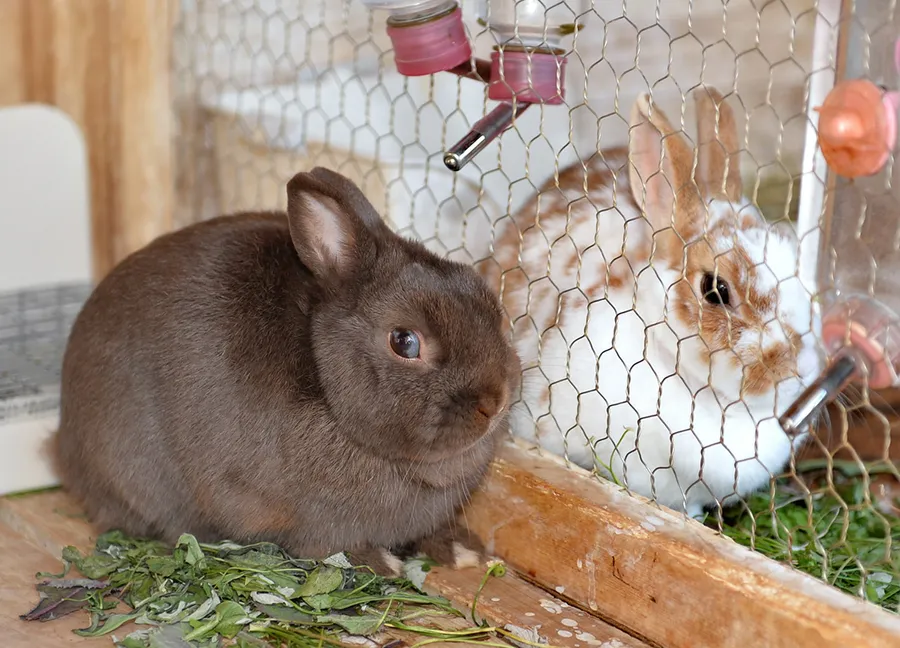 野市東小で飼育されているウサギのココア＝左＝とミルク（写真はいずれも香南市の同小学校）