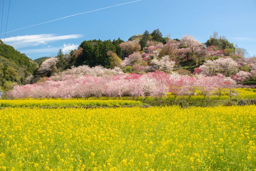 【2023年】香南市で「西川花祭り」（西川花公園）｜菜の花、ハナモモ、桜が一斉に咲き誇ります