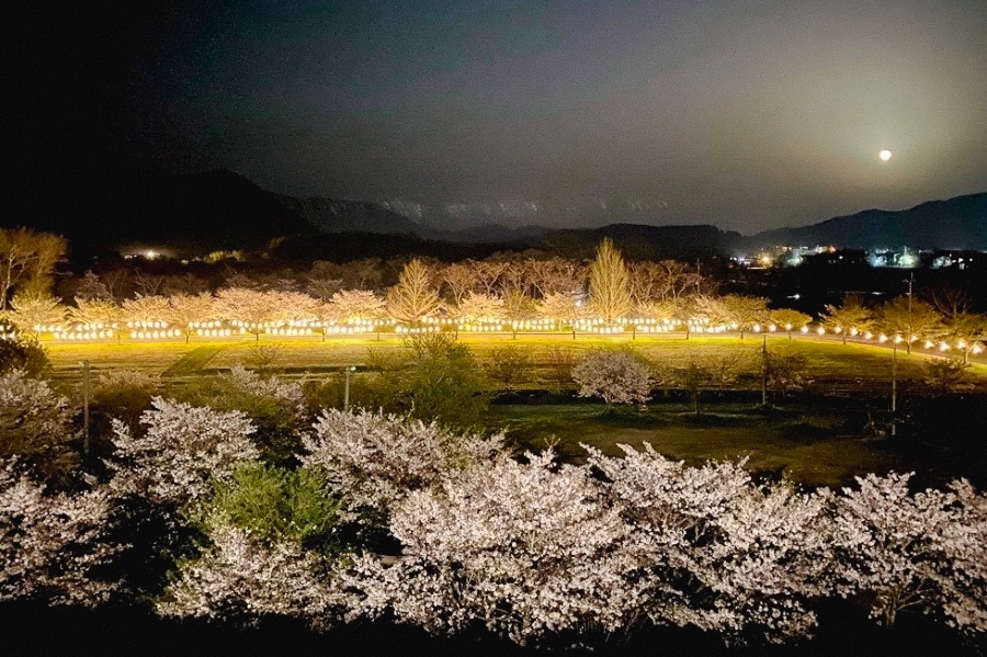 宮の前公園のお花見は、ぼんぼりが点灯される夜もおすすめ