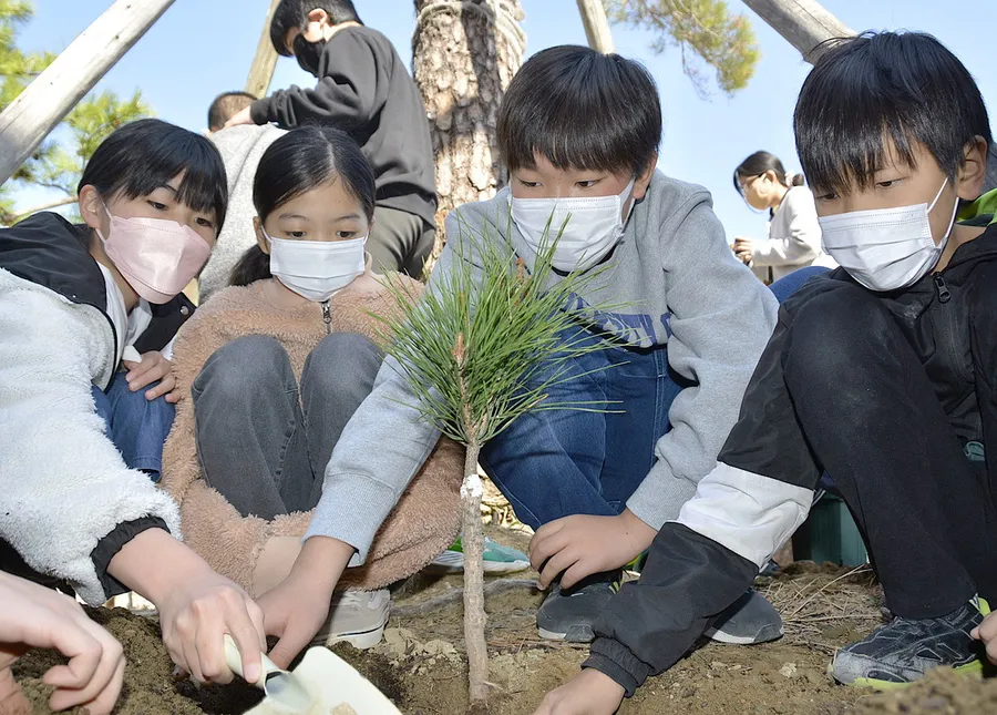 アカマツの苗木を植える伊野小学校の児童たち（いの町の同校）