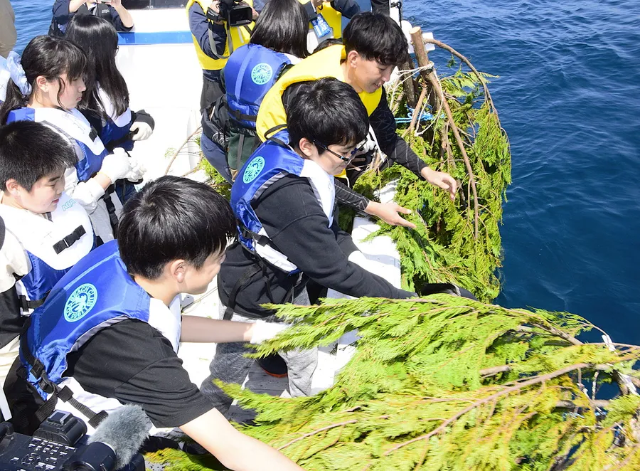 アオリイカの産卵床となるヒノキの間伐材を海へ投げ込む児童ら（大月町柏島沖）