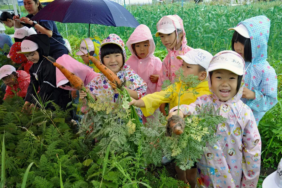 減農薬で栽培されたニンジンを収穫体験する園児ら