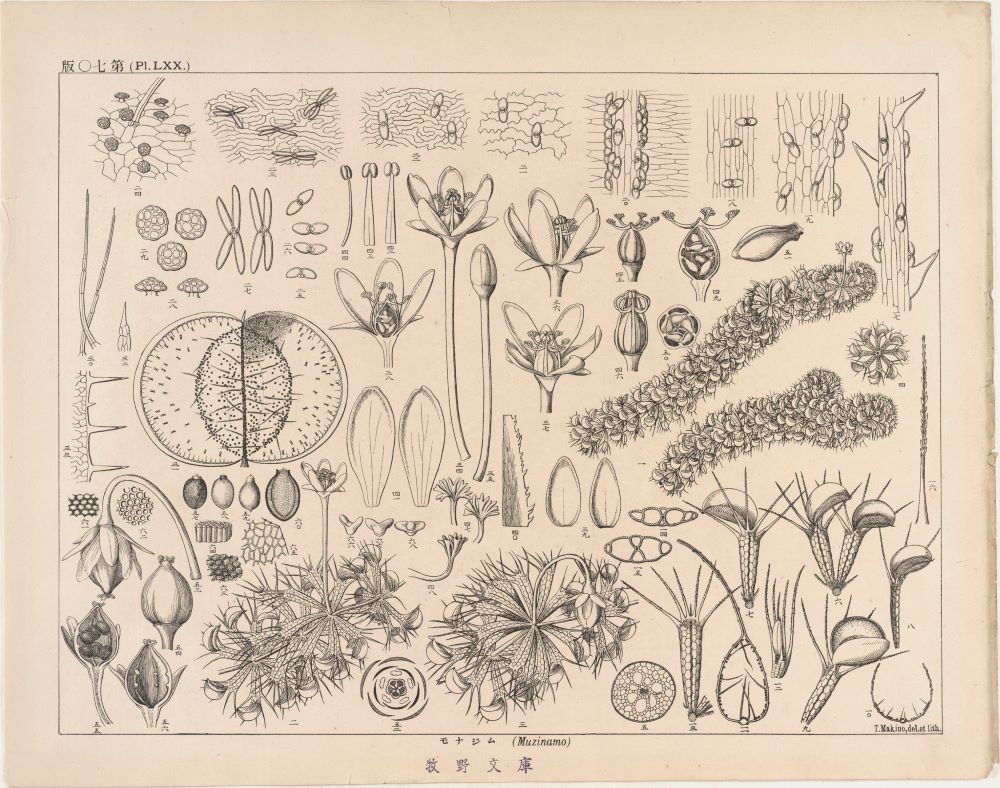 「ムジナモ」の植物図