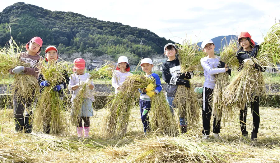 最後となるもち米の稲刈り体験をした橋上小学校の子どもたち（宿毛市橋上町橋上）