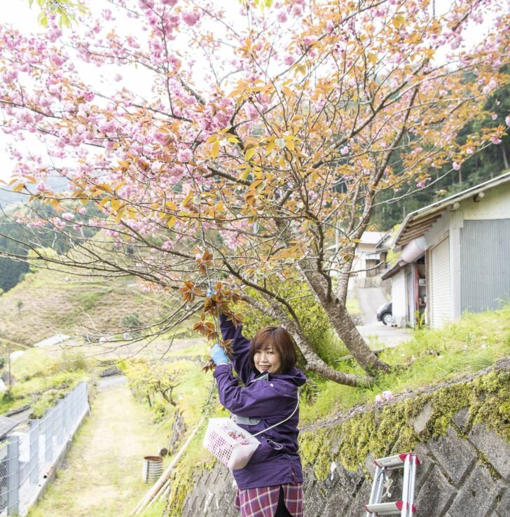 桜の花びらを収穫する中越さん（提供写真）