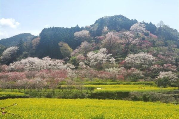 【2024年】香南市で「西川花祭り」（西川花公園）｜大切に育てられた菜の花、ハナモモ、桜が咲き誇ります