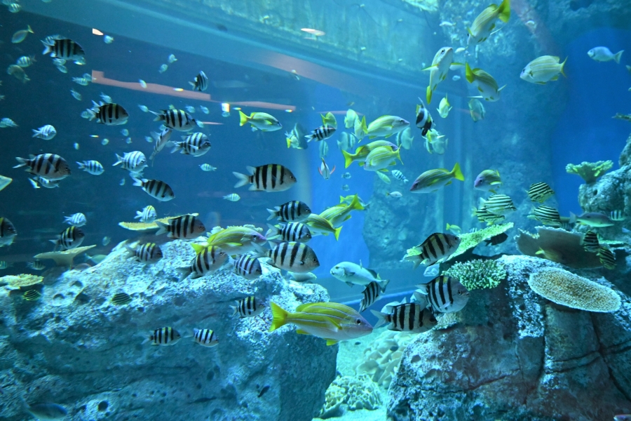 高知県立足摺海洋館SATOUMI（さとうみ）｜高知県西部・土佐清水市の自然を体感できる水族館。ウミガメ、ユーラシアカワウソがいます
