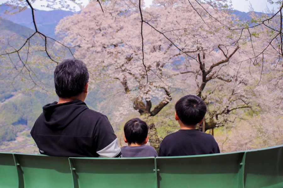 男3人、大きな大きな桜の木をみて何を感じたのかな？いつもは絶対に走り回る子たちもお父さんと一緒に座ってじっくりと見ていました