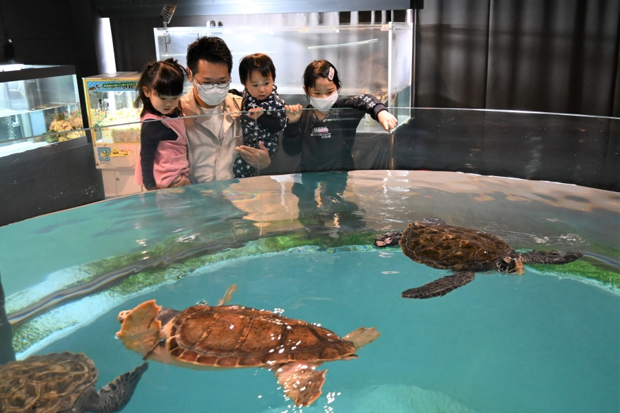 むろと廃校水族館｜小学校の校舎、プールが水族館に！ウミガメがいる高知県東部・室戸市の人気スポットです