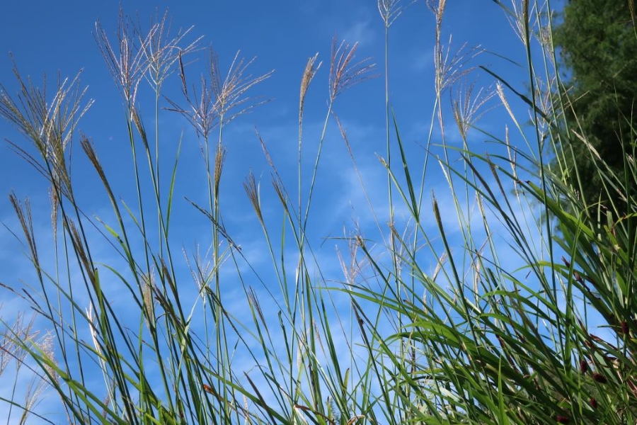 この植物も「秋の七草」の一つです（高知県立牧野植物園提供）