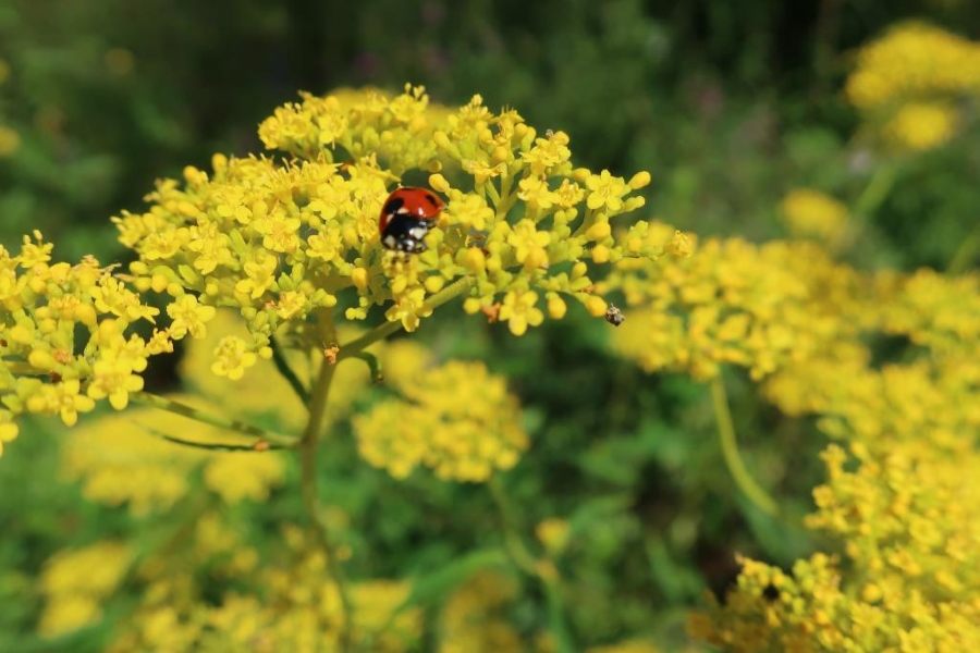 「秋の七草」にはどんな植物がある？（高知県立牧野植物園提供）