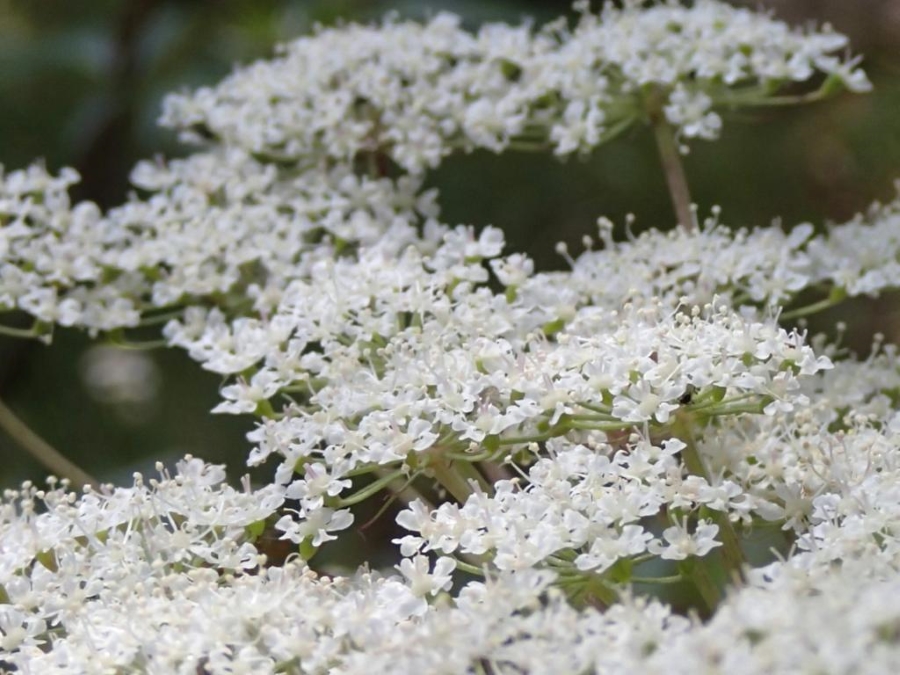 トウキ（高知県立牧野植物園提供）