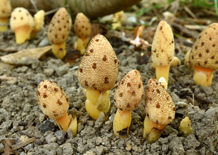 冬に観察できる植物は？（高知県立牧野植物園提供）