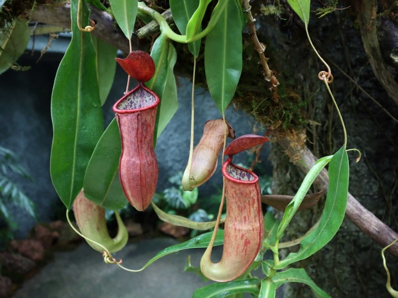 ウツボカズラの仲間（高知県立牧野植物園提供）