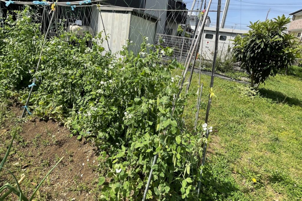 畑では季節に応じた野菜を植え、収穫を楽しんでいます