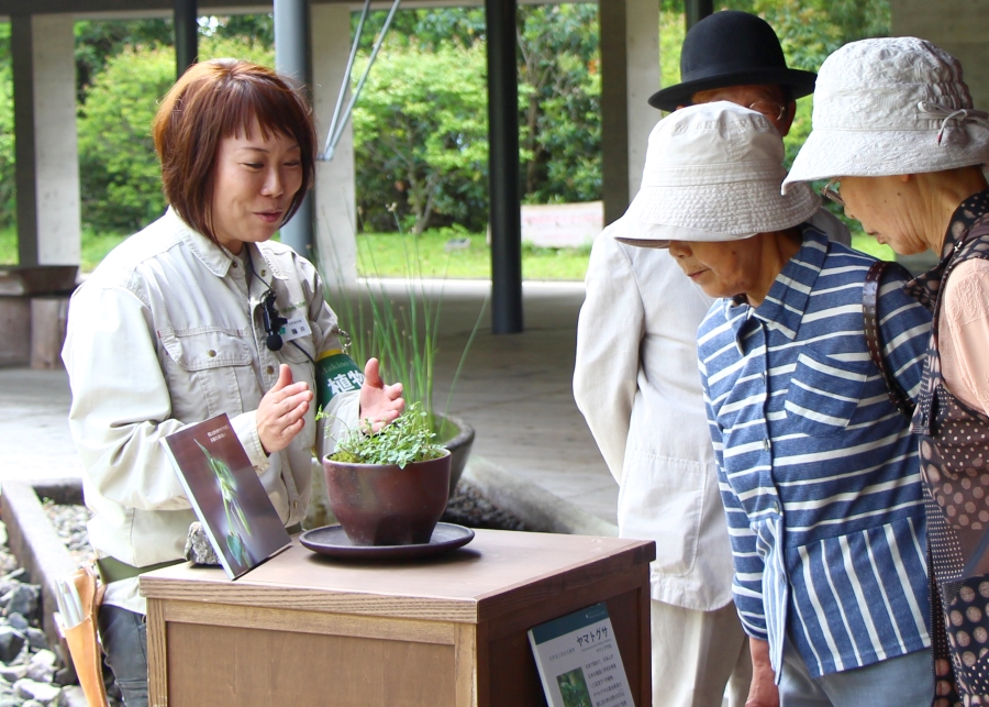 研究調査員・藤井聖子さんが解説します（高知県立牧野植物園提供）