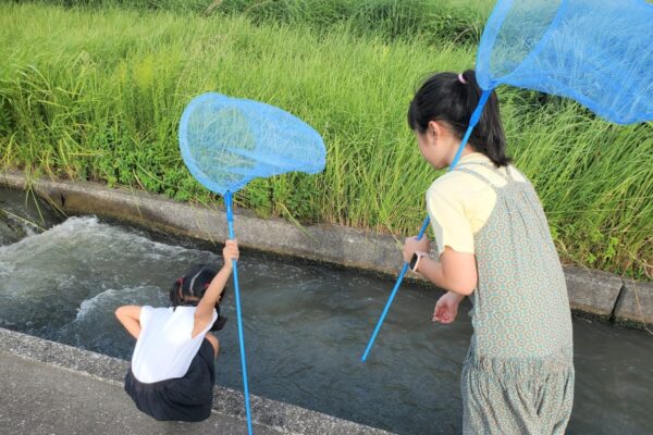 【2024年】越知町で「第40回越知町コスモスまつり」（宮の前公園）｜ご当地グルメ、よコジローのコスモスカー、打ち上げ花火が楽しめます