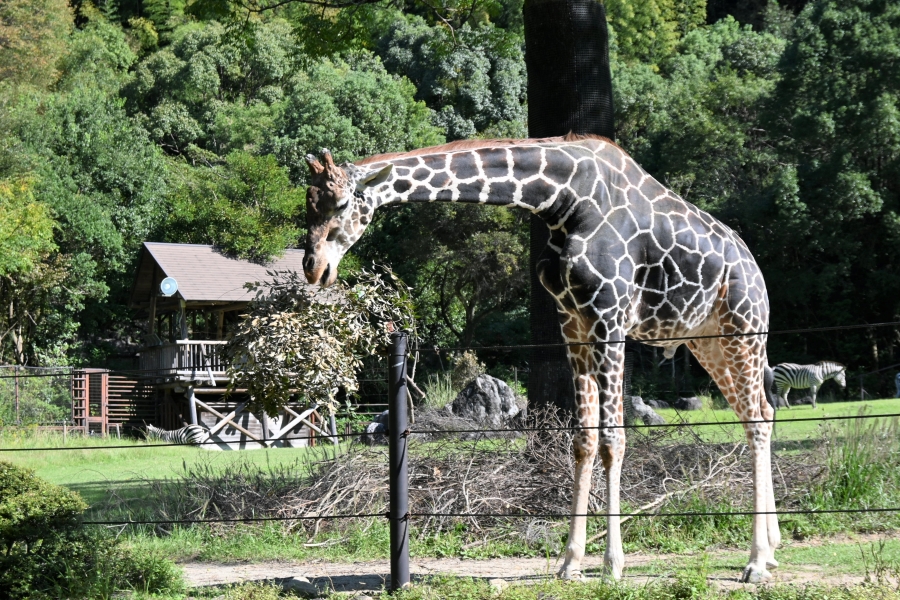 葉っぱをモシャモシャ…