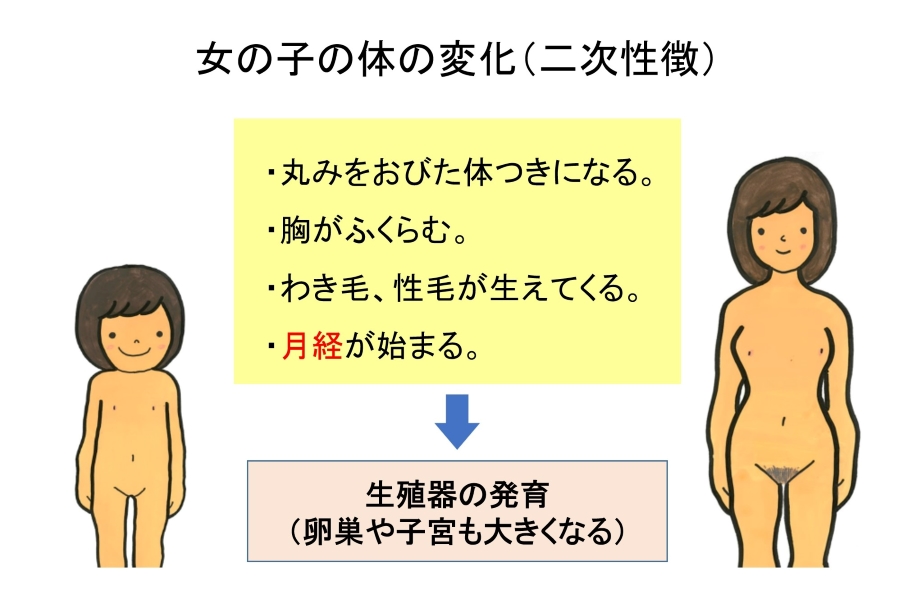 「二次性徴」「生殖器」という言葉が出てきます