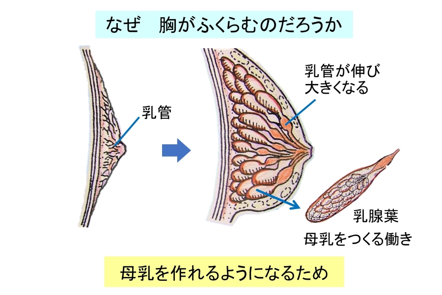 「女性の胸はなぜ膨らむの？」という教材。「体型や腰回りがふっくらしてくるのが嫌」という子もいるので、男女の骨盤の違いやその理由も伝えます