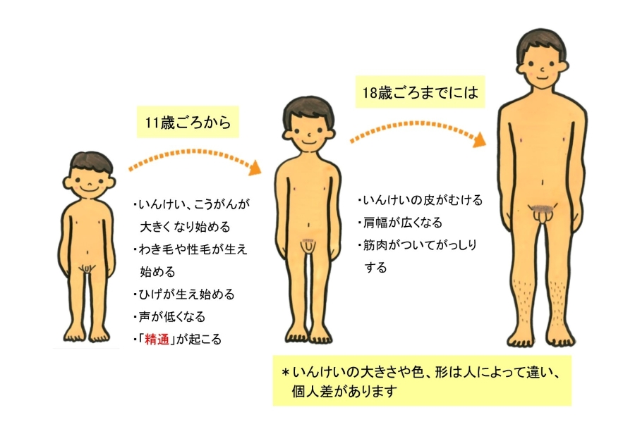 胸や性器の大きさや形には個人差があることも伝えます