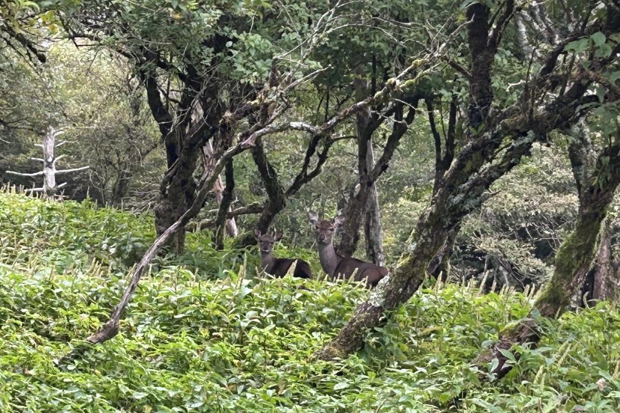 野生の鹿に会えることも…鹿、見えますか？