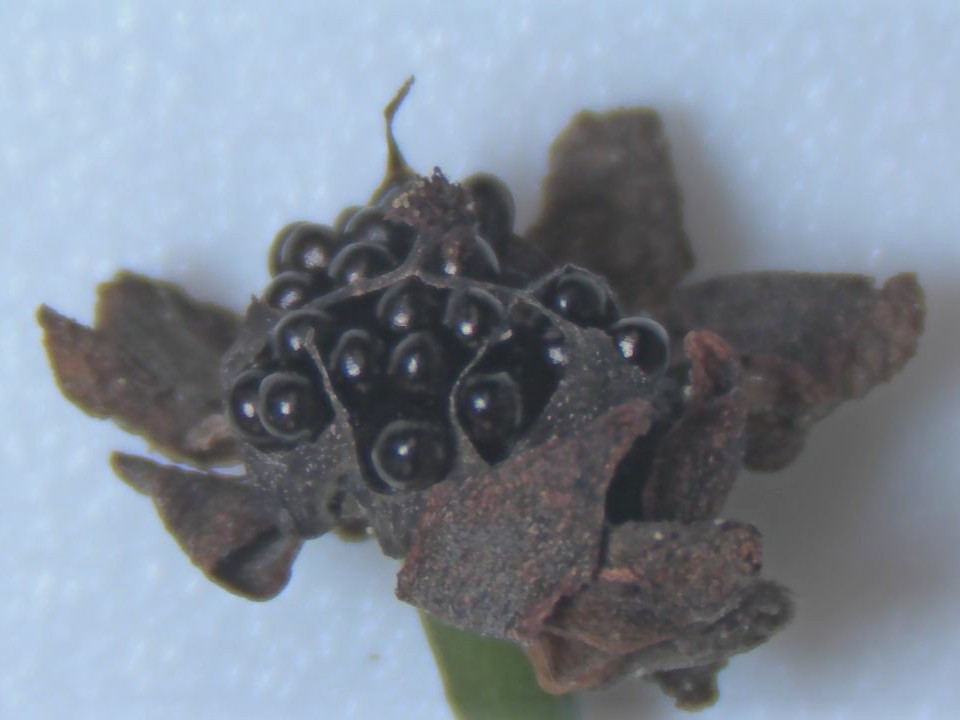 無菌状態にした瓶の中に種をまきます(高知県立牧野植物園提供)