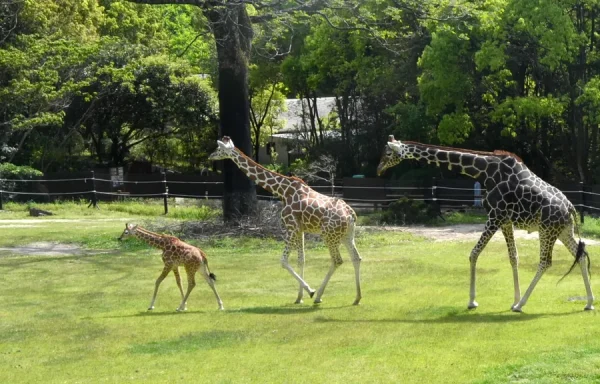 高知県立のいち動物公園（香南市）で、子どもキリンが誕生！一般公開が始まりました｜親子3頭の散歩姿が見られます
