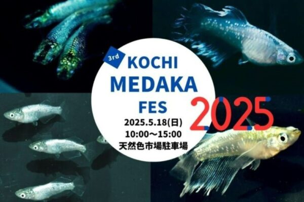 香南市で「第3回KOCHI MEDAKA FES（高知メダカフェス）」（天然色市場駐車場）｜人気品種、レアメダカ…四国や九州のメダカ屋さん、愛好家が大集結！白熱の品評会、「めだかくじ」にも参加できます
