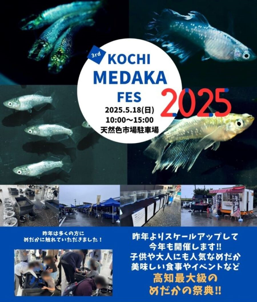 香南市で「第3回KOCHI MEDAKA FES(高知メダカフェス)」(天然色市場駐車場)|人気品種、レアメダカ…四国や九州のメダカ屋さん、愛好家が大集結!白熱の品評会、「めだかくじ」にも参加できます
