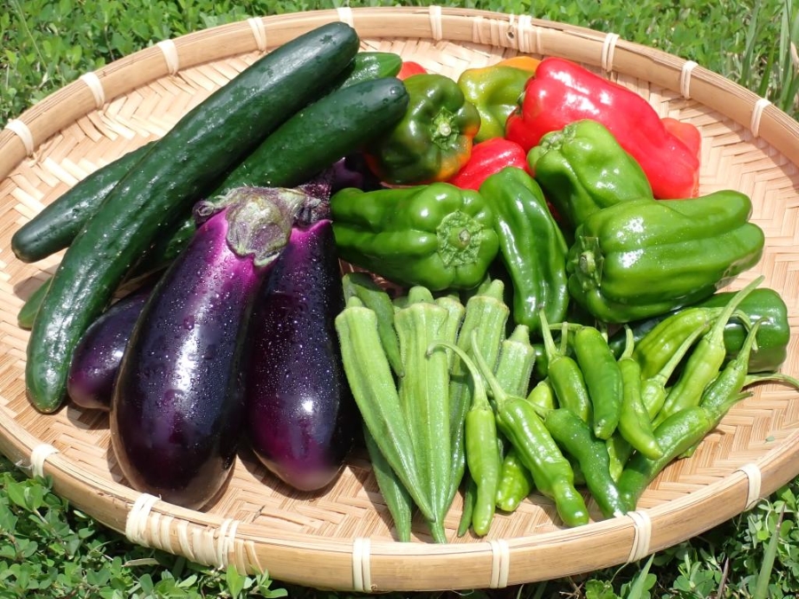 高知の野菜といえばナス、ピーマン、オクラ(高知県立牧野植物園提供)