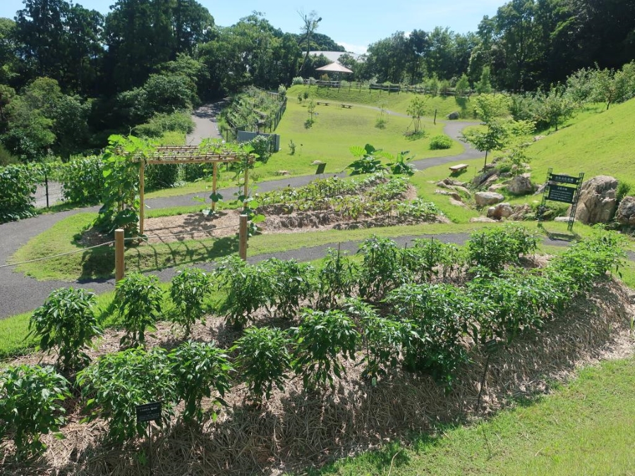 園内の畑で観察します(高知県立牧野植物園提供)