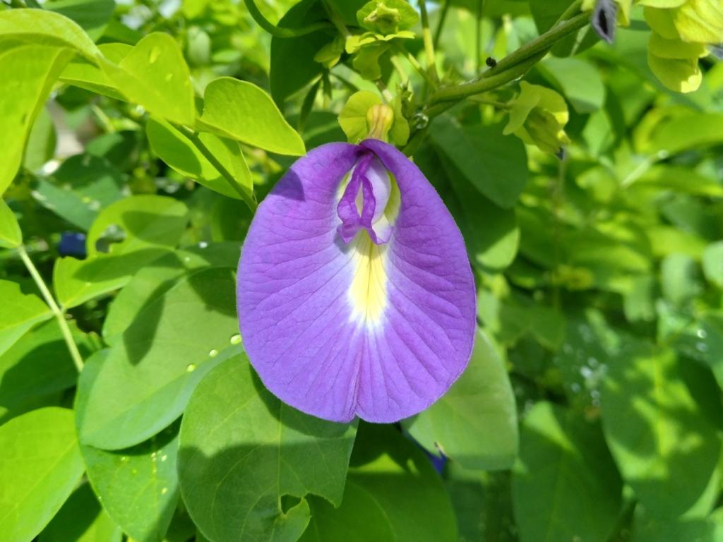 今回使う植物は「チョウマメ」（高知県立牧野植物園提供）