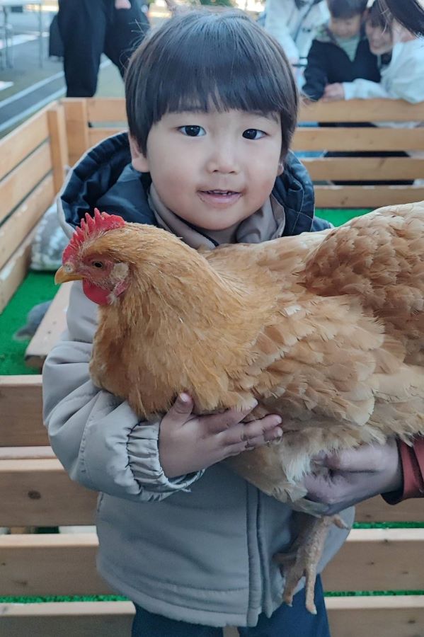 【はじめての抱っこ】移動動物園ではじめてニワトリを抱っこしました