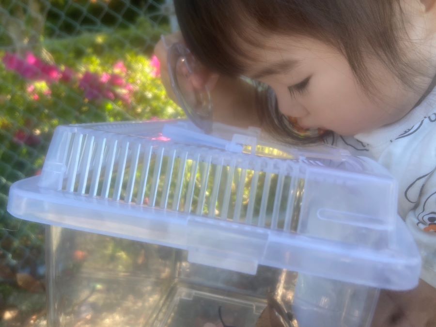 【はじめてのダンゴムシ】お兄ちゃんが捕まえたダンゴムシに興味津々でした