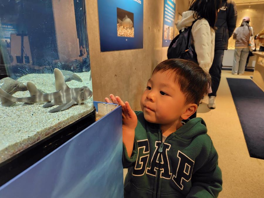 【はじめてのガイド役】江の島水族館にて、ガイドさんになりきっています。こちらはネコザメです!