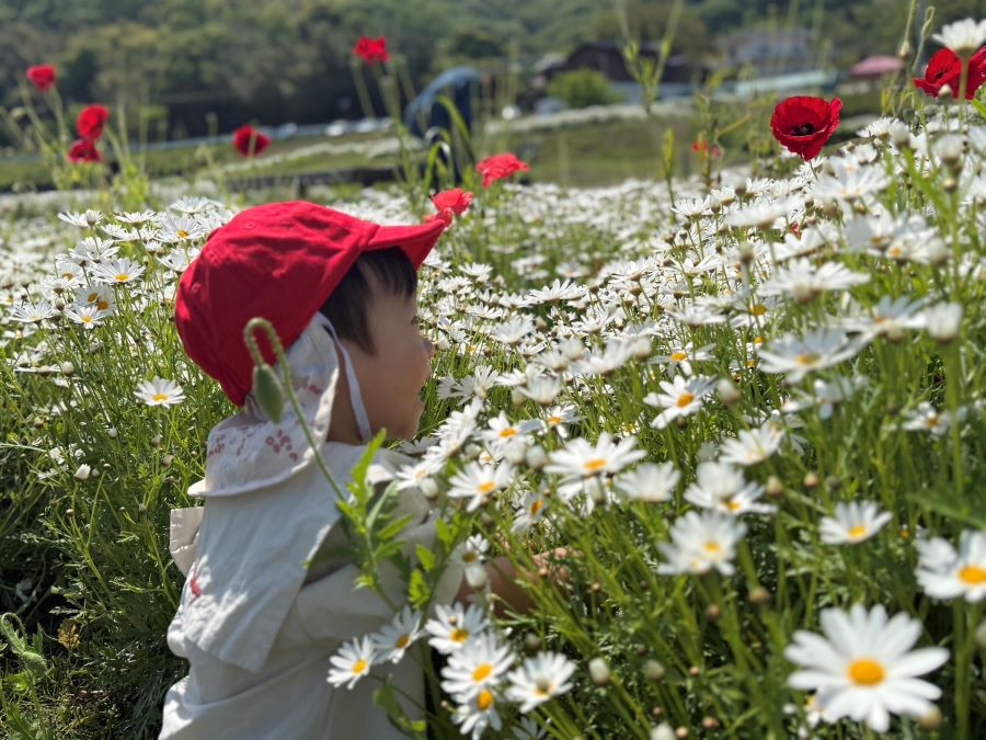 【はじめてのお花畑】真っ白なマーガレットにダイブ!