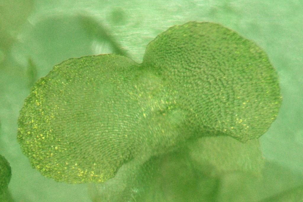 シダの前葉体（高知県立牧野植物園提供）