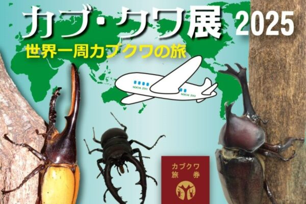 香南市の高知県立のいち動物公園で「カブ・クワ展2025 世界一周カブクワの旅」｜世界のカブトムシ、クワガタムシがやってくる！7/27（日）は「ドデカブト選手権」に参加できます