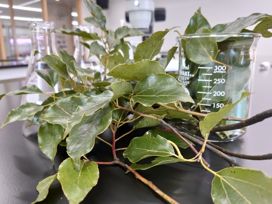 クスノキの葉や枝を使います（高知県立牧野植物園提供）