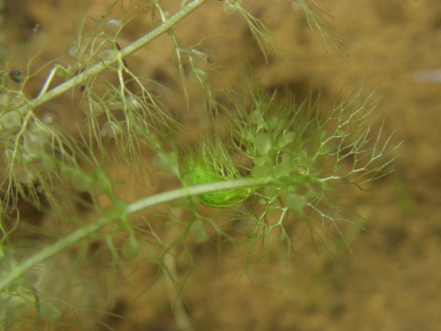 タヌキモ（高知県立牧野植物園提供）