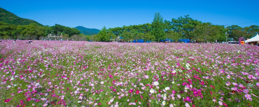 【2025年】越知町で「第41回越知町コスモスまつり」（宮の前公園）｜約150万本のコスモスが咲き誇ります！巨大迷路、よコジローのコスモスカー、ふわふわ遊具…10/18（土）は打ち上げ花火！