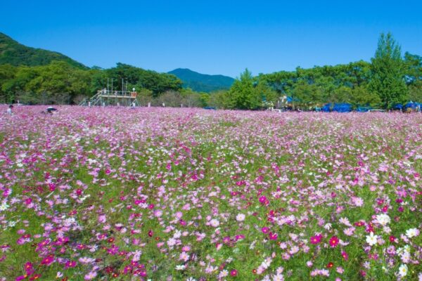 【2025年】越知町で「第41回越知町コスモスまつり」（宮の前公園）｜約150万本のコスモスが咲き誇ります！巨大迷路、よコジローのコスモスカー、ふわふわ遊具…10/18（土）は打ち上げ花火！